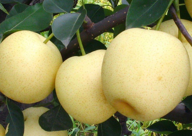golden pear